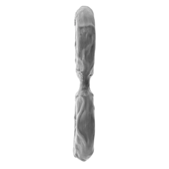 SHAFT DOUBLE C-RING SMALL GRAY